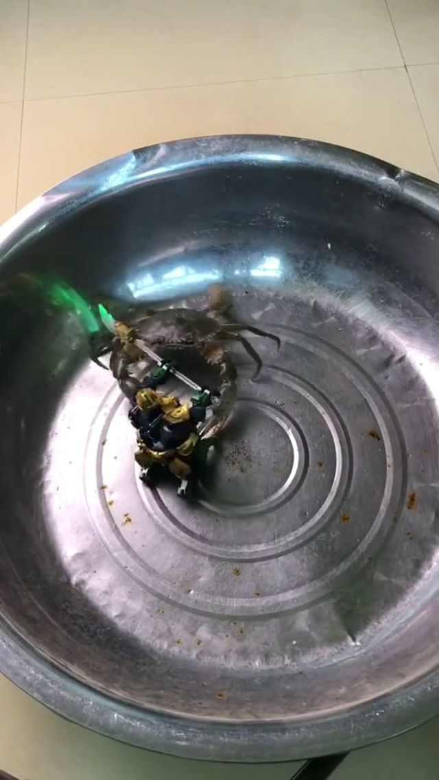 解说螃蟹大战手机版视频游小浪游戏解说螃蟹大战第一集-第1张图片-太平洋在线下载