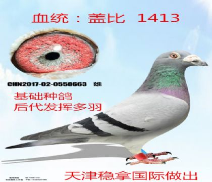 天津信鸽信息网手机版天津信鸽信息网首页官网-第1张图片-太平洋在线下载